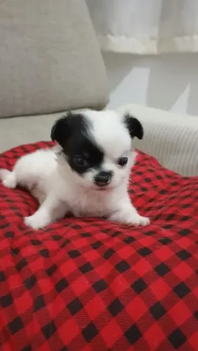 Chihuahua Pelo Longo