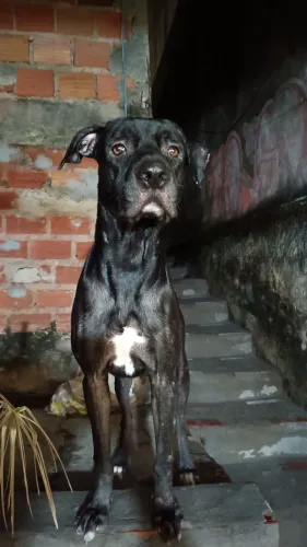 Cachorro para doar