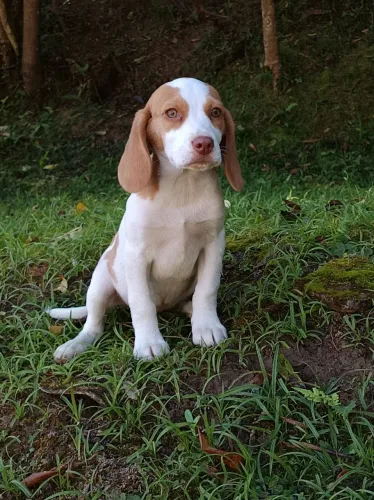 Beagle bicolor com olhos verdes