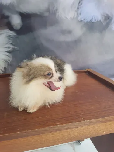 Spitz alemão