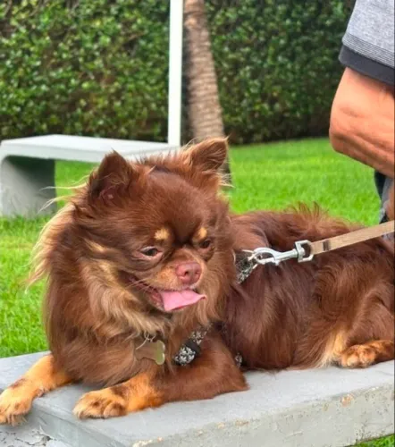 Chihuahua para reprodução (não está àvenda)