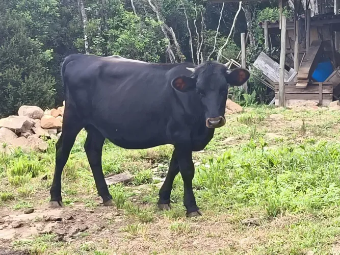 Novilha Angus
