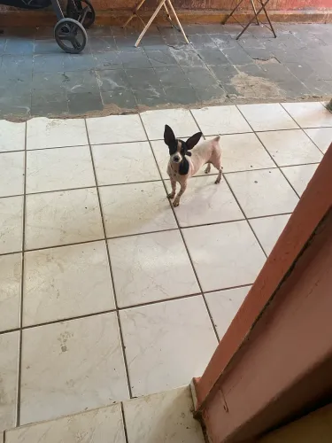 Tenho lindo filho de cachorro pinche