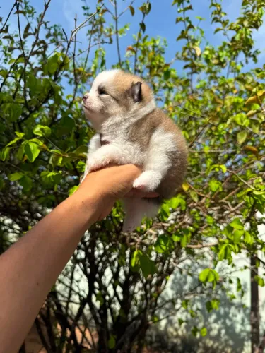 Filhote de Lulu da Pomerânia Anão Macho 
