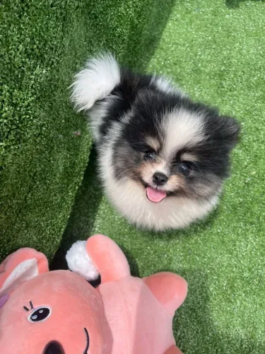 Lulu da Pomerânia CBKC Alto padrão 