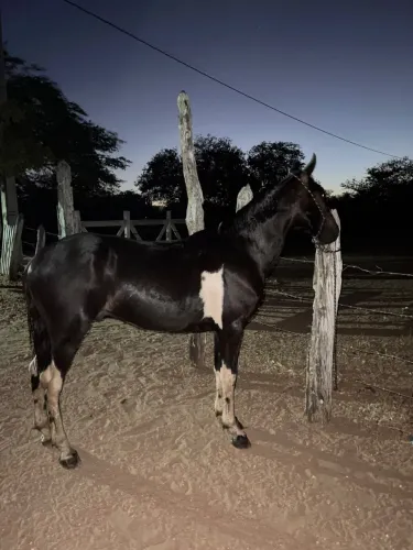 Potro pampa de preto 8 mil