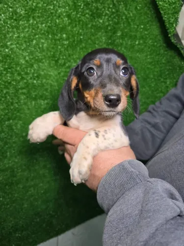 Filhotes de Dachshund Disponíveis