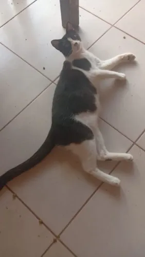 Doação Responsável Gato Castrado 8 meses