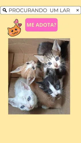 Adoção responsável 