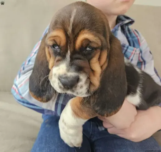 Basset Hound orelhudo que encanta qualquer um