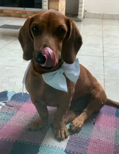 Basset chocolate 