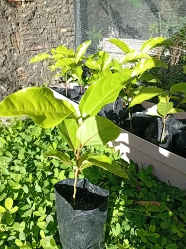 Mudas de Maracujá