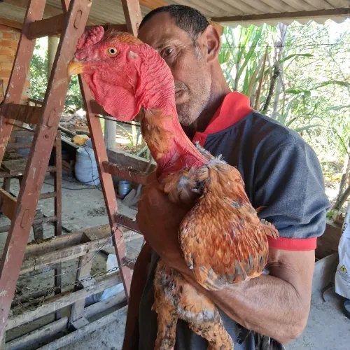 Galo Polaco Barbela de boi