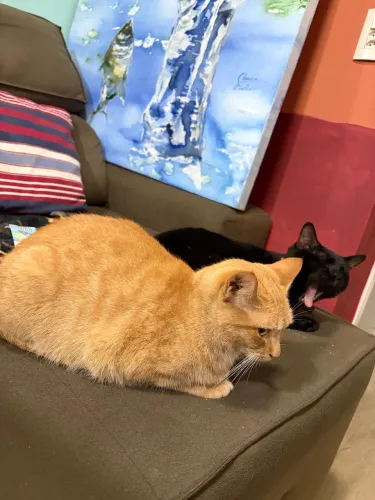 Doação dois gatinhos