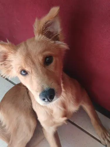 Adote a cacau. Mestiça, 9 meses