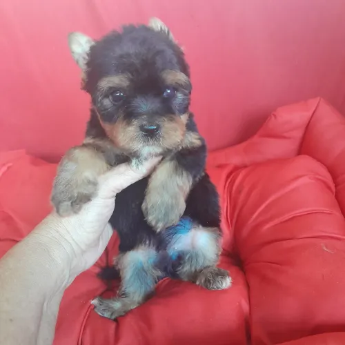 Yorkshire Terrier