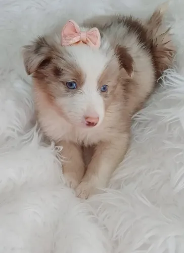 Border Collie lindos filhotes a pronta entrega 