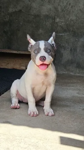 Linda filhote de pit monster