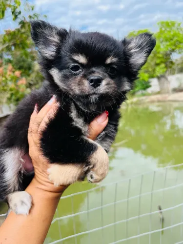 Chihuahua macho PL