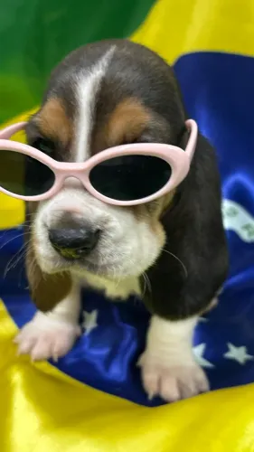 Filhote Basset Hound com pedigree 