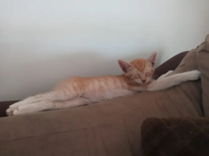 Gato filhote