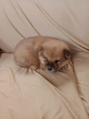 Vendo filhote de chow chow macho