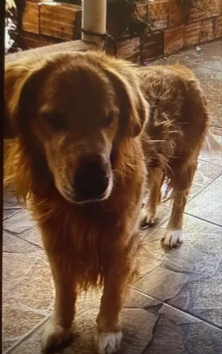 Cachorro Labrador Doação