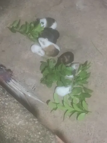 Porquinho da índia