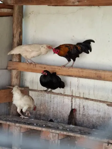 Venda de Galinha e Galo