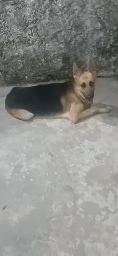 Cachorro