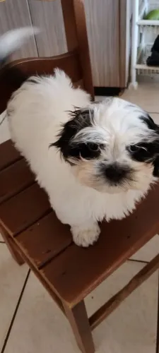 Shitzu macho micro