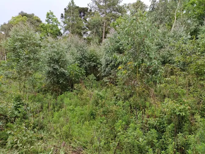 Terreno medindo 10. alqueires em Quitandinha-PR