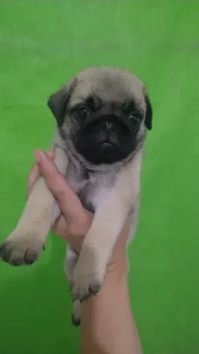 Vendo Lindos Pug Macho Disponivel.