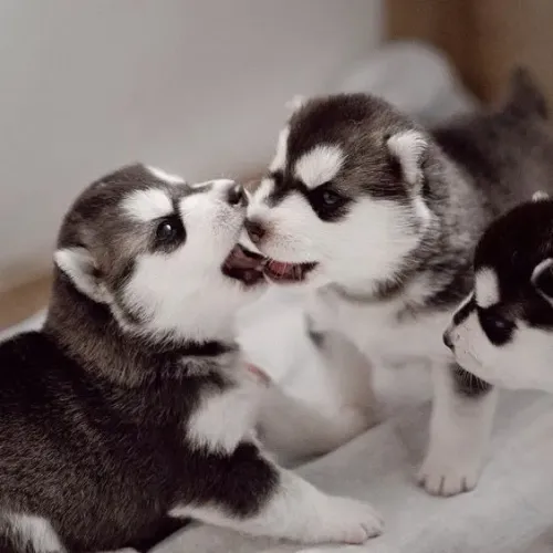 A Energia do Husky Siberiano  