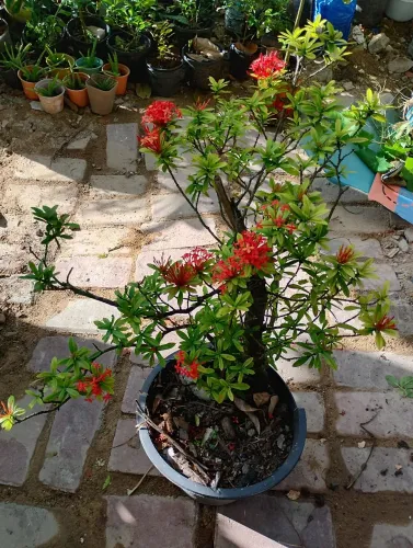 Planta