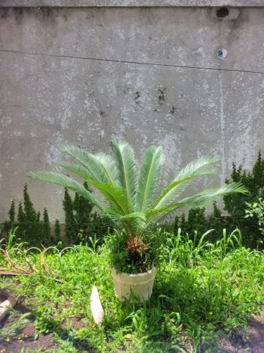 Palmeira-Cica ornamental 