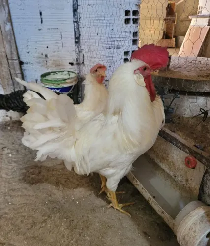 Casal de galo e galinha da raça Legorne a rainha dos ovos
