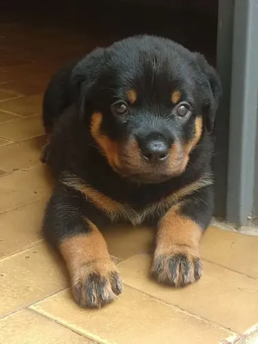 Filhotes de Rotweiller Aproveite