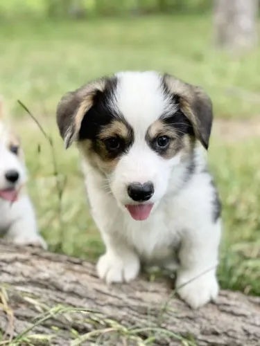 Bebês Corgi