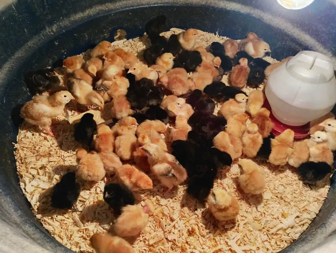 Vendo pintinhos caipirao 