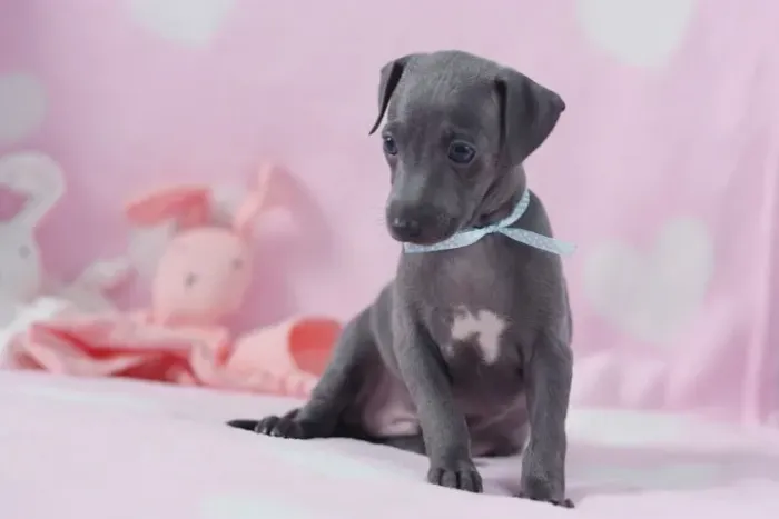 Galgo ? Elegante, rápido e leal!