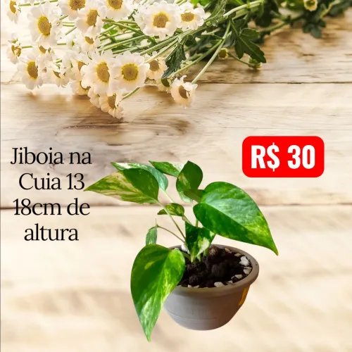 Jibóia Marble Queen exibe folhas verde-claras com manchas brancas