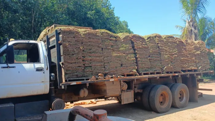 Grama esmeralda minimo 400 mts a entrega somos de Itapetininga 