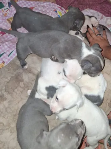 Pit Bull monster 
