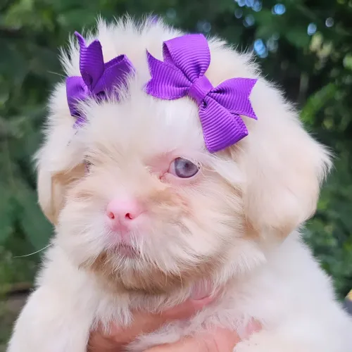 Shih-tzu Albina RARIDADE