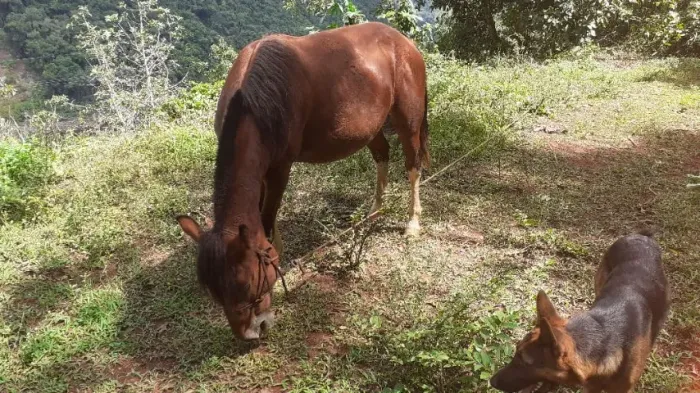 cavalo crioulo 