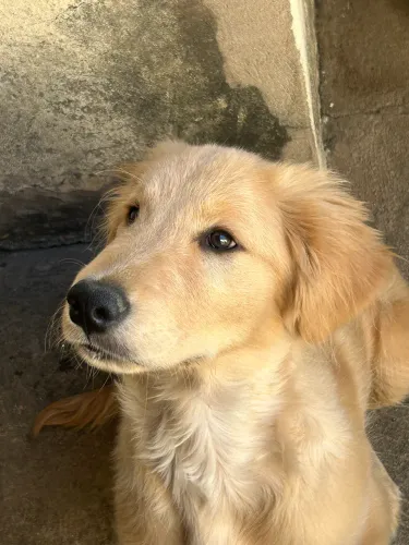 Vendo Golden Retriever