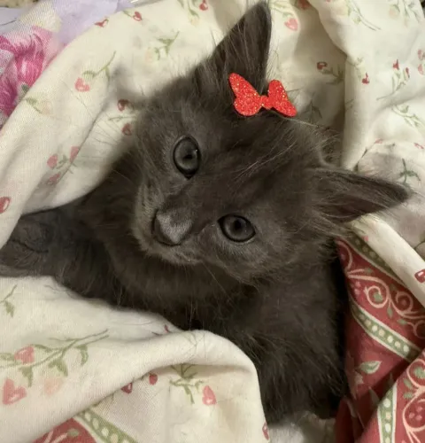 Russian Blue