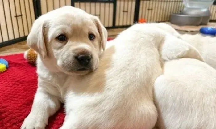 Labrador Filhotes Belos e Fortes.