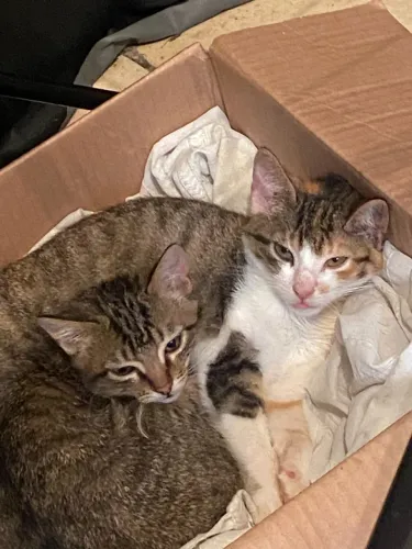 Doação de gatos